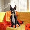 Unique style paws Dog Collar Green Pumpkin Flower Metal Buckle Durable Puppy Collar Halloween for Small Medium Large Boys Girls Dogs #2