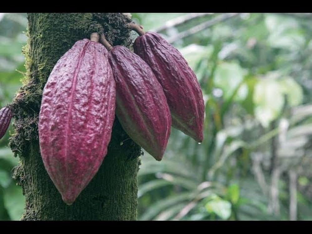 51d1jOxnVGL._AC_UF1000,