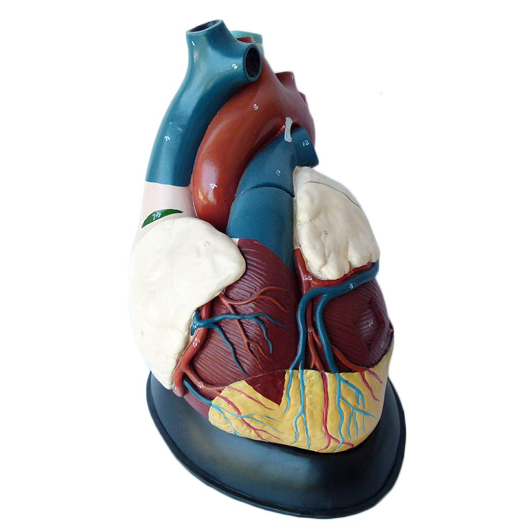 Sjdopulse Anatomical Human Heart Model Human Organ Anatomical Anatomy Model - Advanced Medical Supplies Human Teaching Visceral Model - For Medical Teaching Study Training