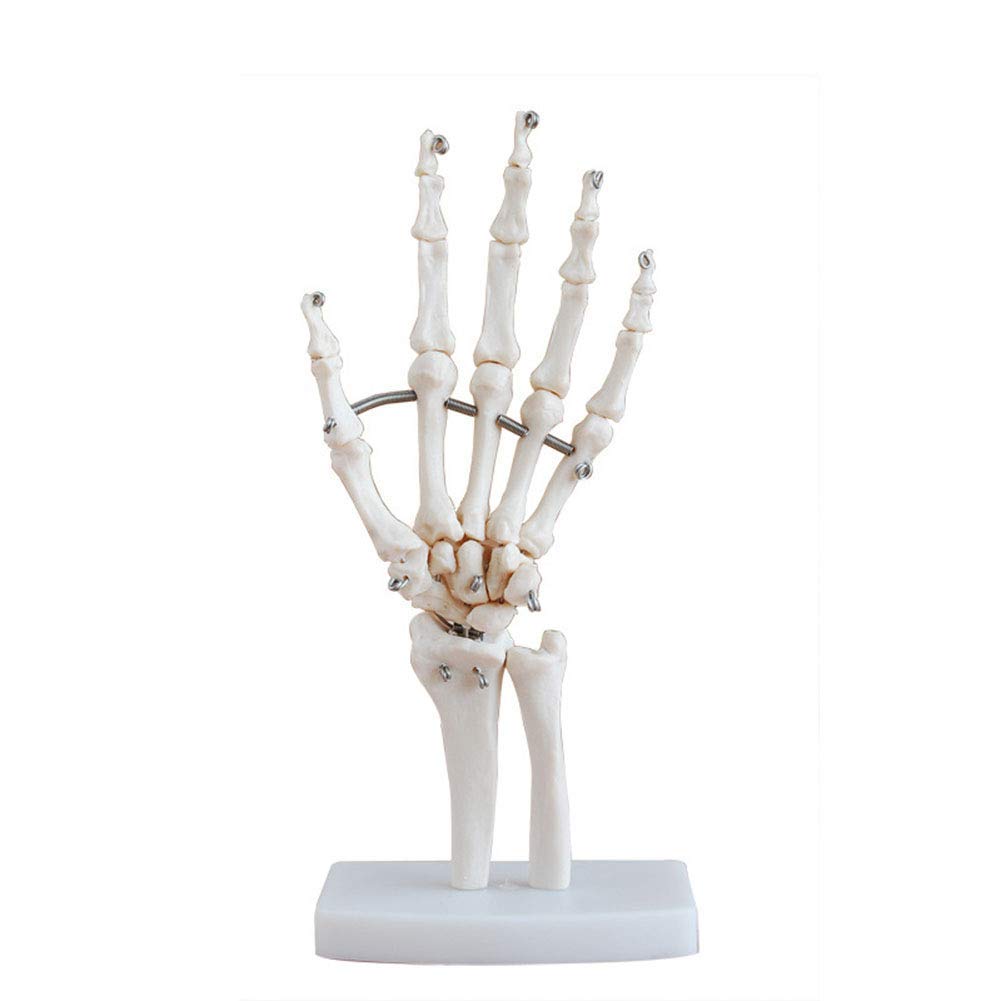 Sjdopulse Medical Anatomical Life-Size Hand Joint Anatomical Model Life Size Skeleton Model For Human Medical Anatomy Study, Mount On Base Portray Natural Movement Of Human Hand | Instruction Manual
