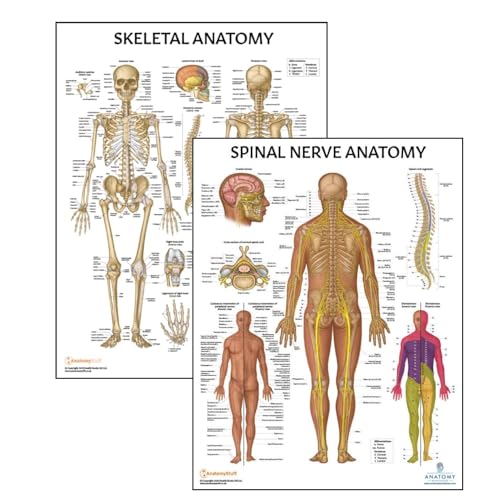2 PACK Skeletal and Spinal Nerves Anatomy Poster Set, LAMINATED, Anatomy and Physiology Poster, 17.3 x 22.5 Inches, Skeletal System Diagram, Human Anatomical Chart, Body Poster