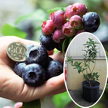 Amazon 国華園 果樹苗 大株ブルーベリー 大株チャンドラ 1株 果物