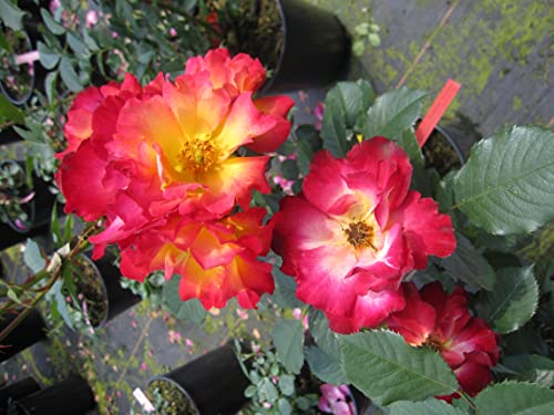 Rosa Summer of Love ® - Beetrose Summer of Love ® - Kordes Rose - ADR Rose