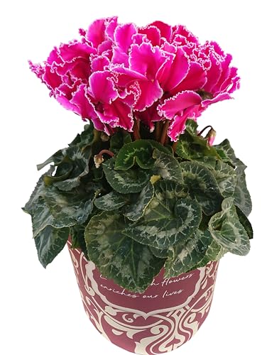 Ԃ̃Mtg VN Mtg v[g  A  a 5 }[^ECYGbW