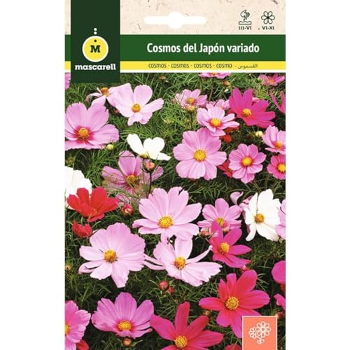 Mascarell Semillas, COSMOS DEL JAPÓN VARIADO, Semillas Flores Exterior para Decoración, 3 Gramos