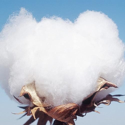 Miniatura 3 de QAUZUY GARDEN Seeds - 20 semillas de algodón de tierras altas de primera calidad (Gossypium Hirsutum), semillas de algodón mexicano, sin OMG y sin