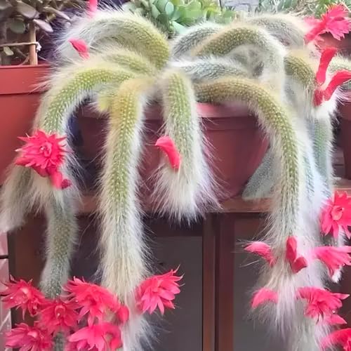semi di coda di scimmia - regali amanti giardino d'appartamento facili da curare verdi decorazione soggiorno serre da balcone semi vecchie 15pcs