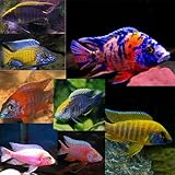 5-Pack Assorted Peacock Cichlid 2' Live Freshwater Fish – Colorful African Species Mix – Active, Hardy Juveniles Ideal for African Tanks, Community Displays, and Vibrant Aquarium Setups