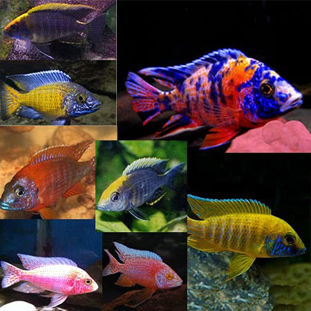 5-Pack Assorted Peacock Cichlid 2 Live Freshwater Fish Colorful African Species Mix Active Hardy Juveniles Ideal for African Tanks Community Displays and Vibrant Aquarium Setups