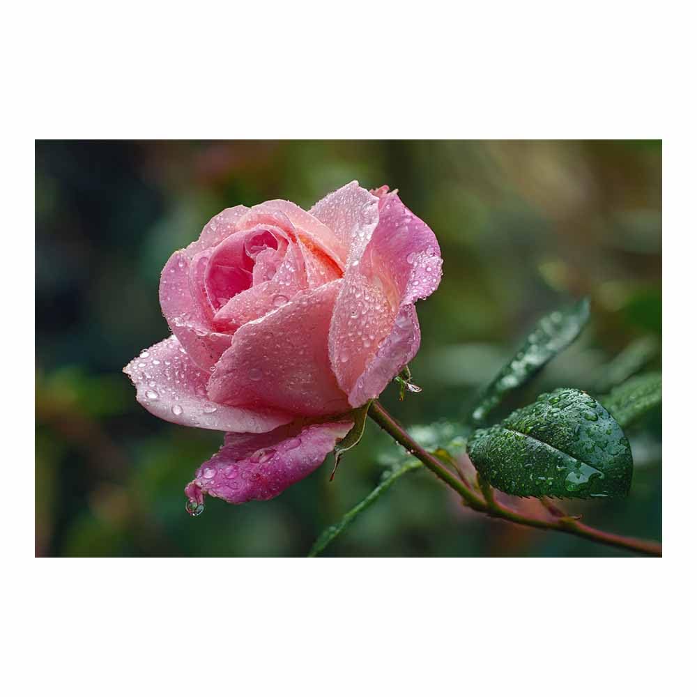 ZAMAEIU Landscape Wall Art Dew-dappled Rosess Modern Canvas Print On Artwork, Suitable for living room, bedroom, for Kids Room Decoretc.(pink)-80x120cm Unframed