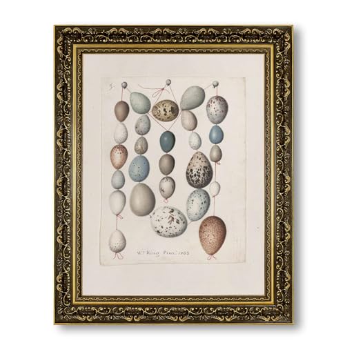 Vintage Framed Ornithology Eggs Collection Canvas Print Oil Paintings Reproduction
