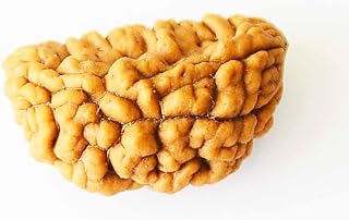 Natural-1-Mukhi-Rudraksha-Unstudded