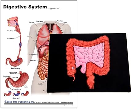 Blue Tree Publishing Anatomy of the Digestive System and Colon Model set a4 Chart with Model