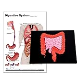 Blue Tree Publishing Anatomy of the Digestive System and Colon Model set (a4 Chart with Model)