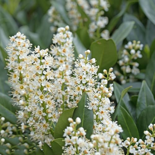 semi di lauroceraso - perenni resistenti decorazione ufficio giardino roccioso interno 200pcs