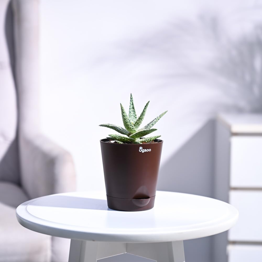 Aloe Blizzard Succulent Live Plant with Pot