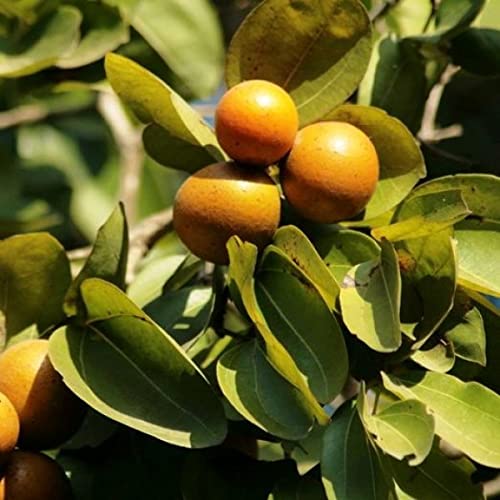 Mphmi Plants Kuchla Medicinal Plant Fruit Live Healthy (B09KC7DXMT) Amazon Price History, Amazon Price Tracker