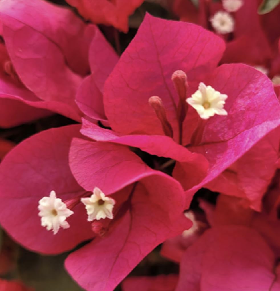 Bougainvillea Sharon Wesley Jumbo Plug Plant Climber
