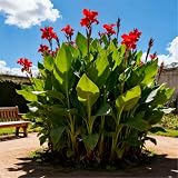 Distancia entre plantas: 20 cm