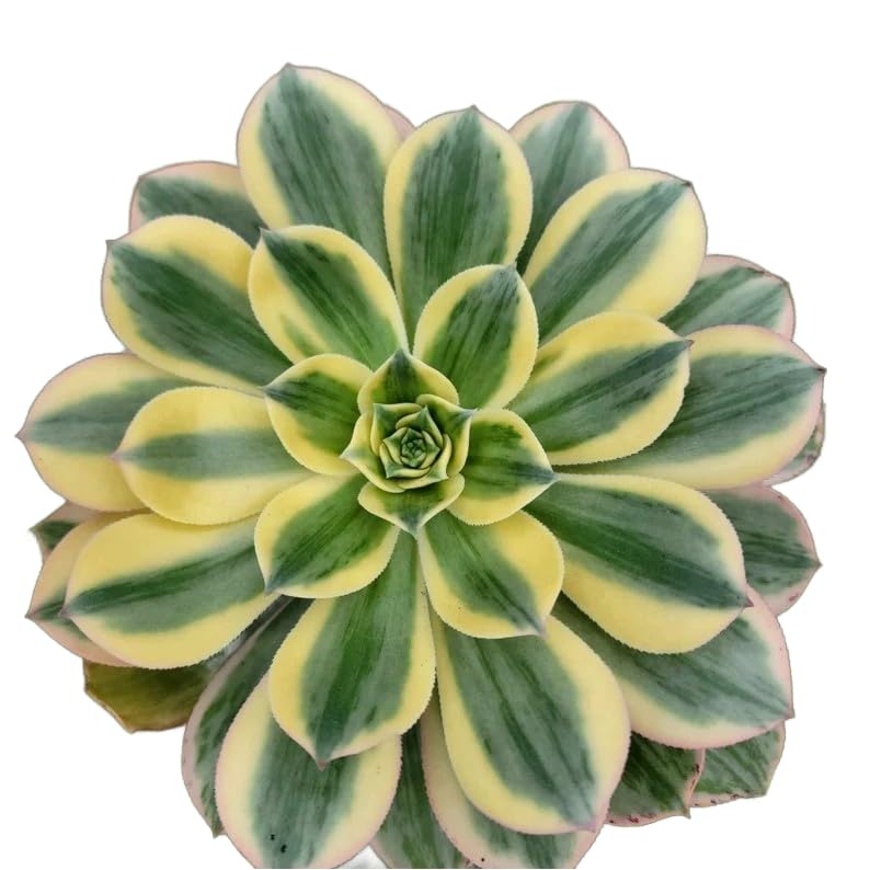 Amazon.com : Live Succulents 4" Aeonium Sunburst Fully Rooted in Pots with  Soil Mix, Succulents Plants Live, Rare House Plant for Home Office Wedding  Indoor Outdoor Decoration, DIY Projects By The Succulent