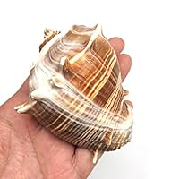 Algopix Similar Product 6 - PEPPERLONELY 3 PC Caribbean Crown Conch