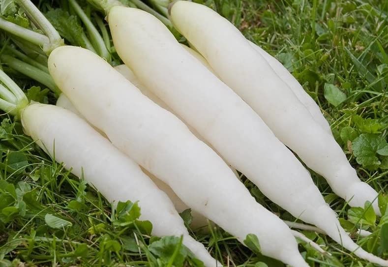 White Raddish Seeds(300 seeds) (B0BGJFM88K) Amazon Price History, Amazon Price Tracker