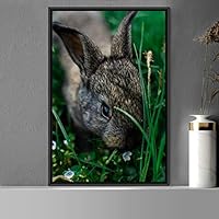 Framed Canvas Wall Art Bunny Animals Bedroom Expressive Multicolor Photography Rabbit Rustic - 16x24 inches