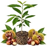 Chestnut Tree Live Plants, 6-10" Tall, Cold-Hardy Tree for Edible Landscapes, Sweet Roasting Chestnuts & Broad Canopy for Home Gardens