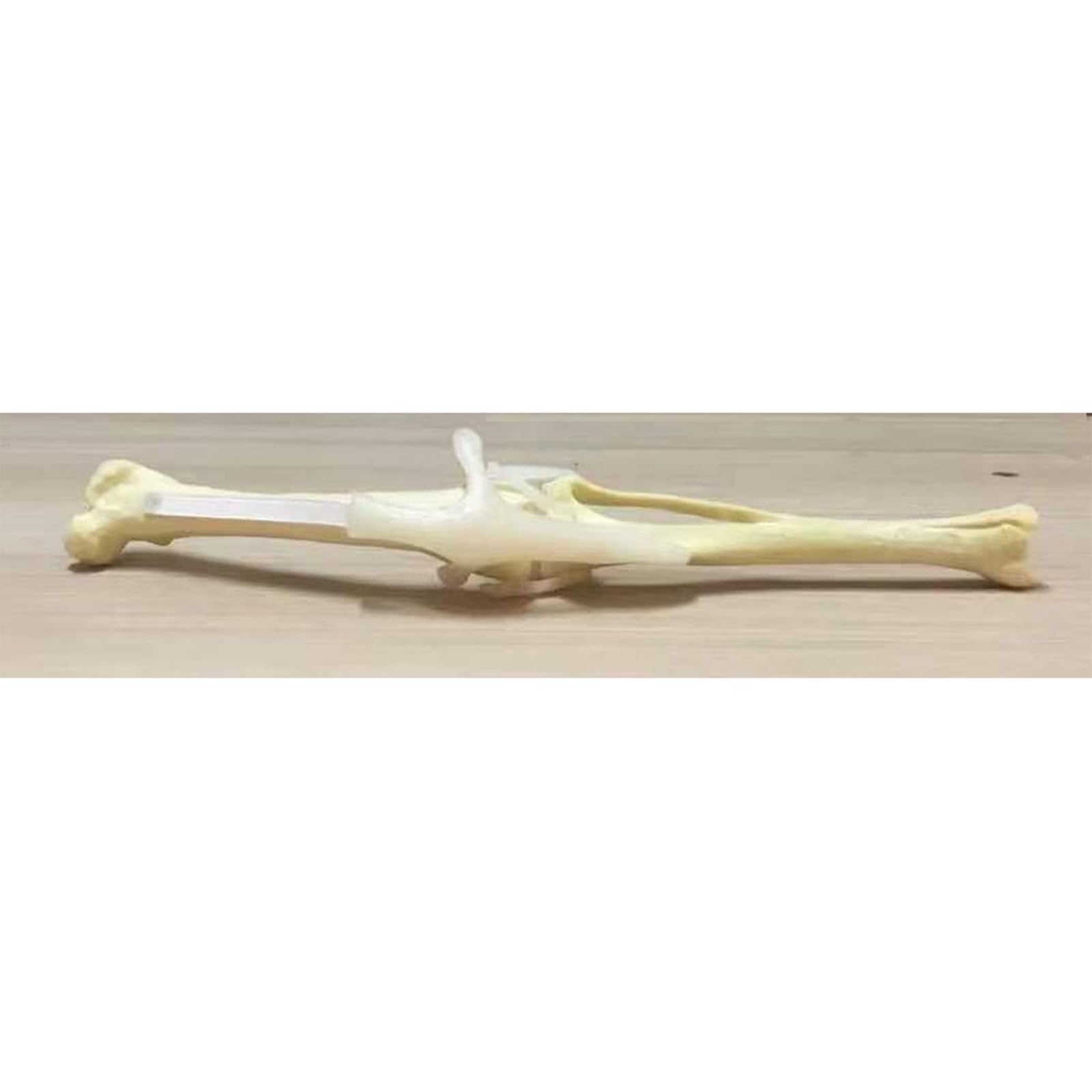 Hund Hinterbein Knochenmodell Übungs-Simulations-Knochenmodell Hund Haustier Veterinär Lehrmittel,A,15cm