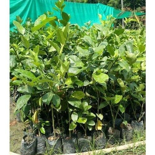 Image of All-Time12 Months Hybrid Grafted Guti Kolom Live Fruit Plant Original & Authentic for Outdoor Fast-Growing Fruit Plant Home Pack Of-1 (kagzi lemon plant pack of-1, Medium)