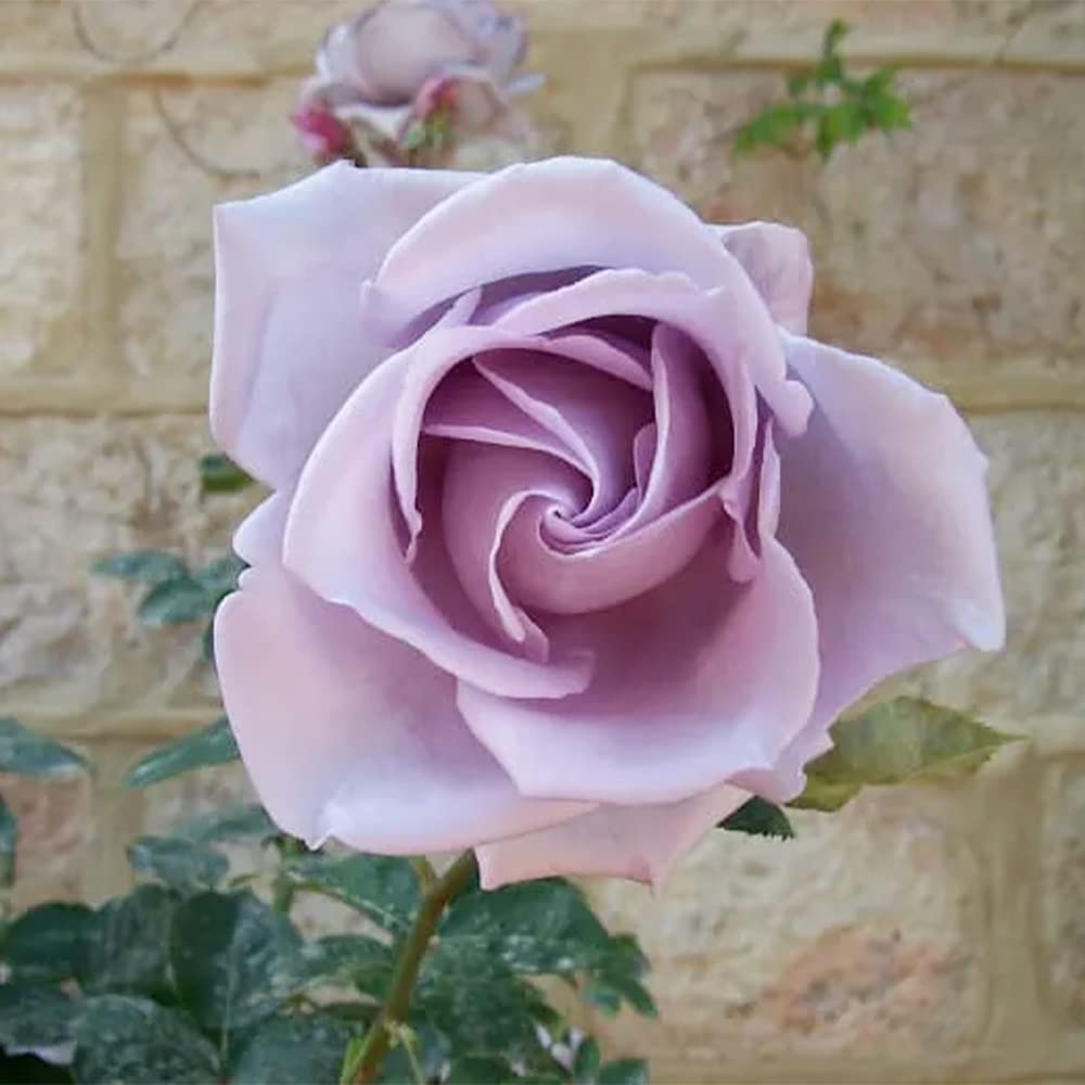 SELIMAヴィンテージ ROSE P97 SELIMAヴィンテージ ROSE P97