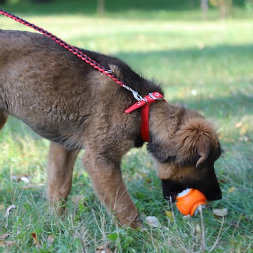 Dingo Hundespielzeug aus Hart Gummi TPR Bäll Dent ø 7,5 cm 17326