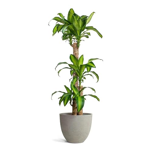 Dracaena Massangeana “Corn Plant” (Size: 140cm - 160cm (Pot: 24cm))