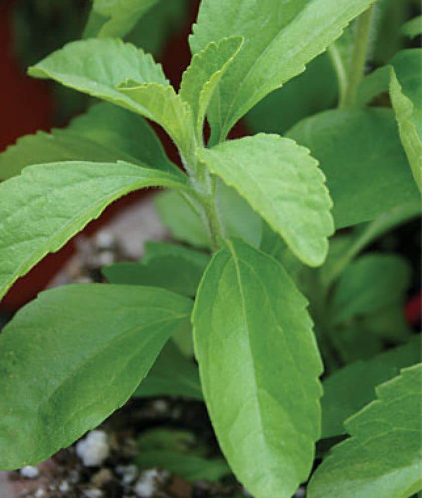 Live Green Herb Seeds |Stevia Herb Seeds For Home Gardening (30 Seeds Pack) (B099KCN7K8) Amazon Price History, Amazon Price Tracker