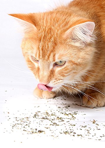Cat Crack Catnip, Premium Blend Safe for Cats, Infused with Maximum Potency Your Kitty is Sure to Go Crazy for (1 Gallon Bucket)
