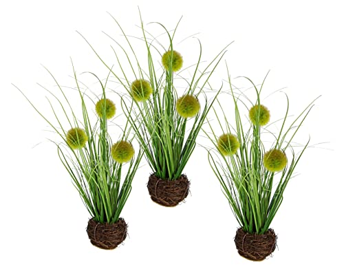 Panicoideae Panicoideae - Hierba Artificial, Hierba Decorativa, Hierba Decorativa, Hierba Solitaria