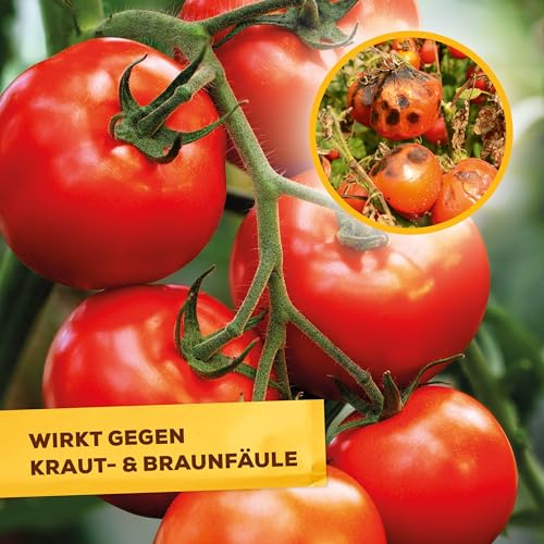 Rosen-Pilzfrei Solabiol Universal-Pilzfrei – Konzentrat gegen Pilzkrankheiten