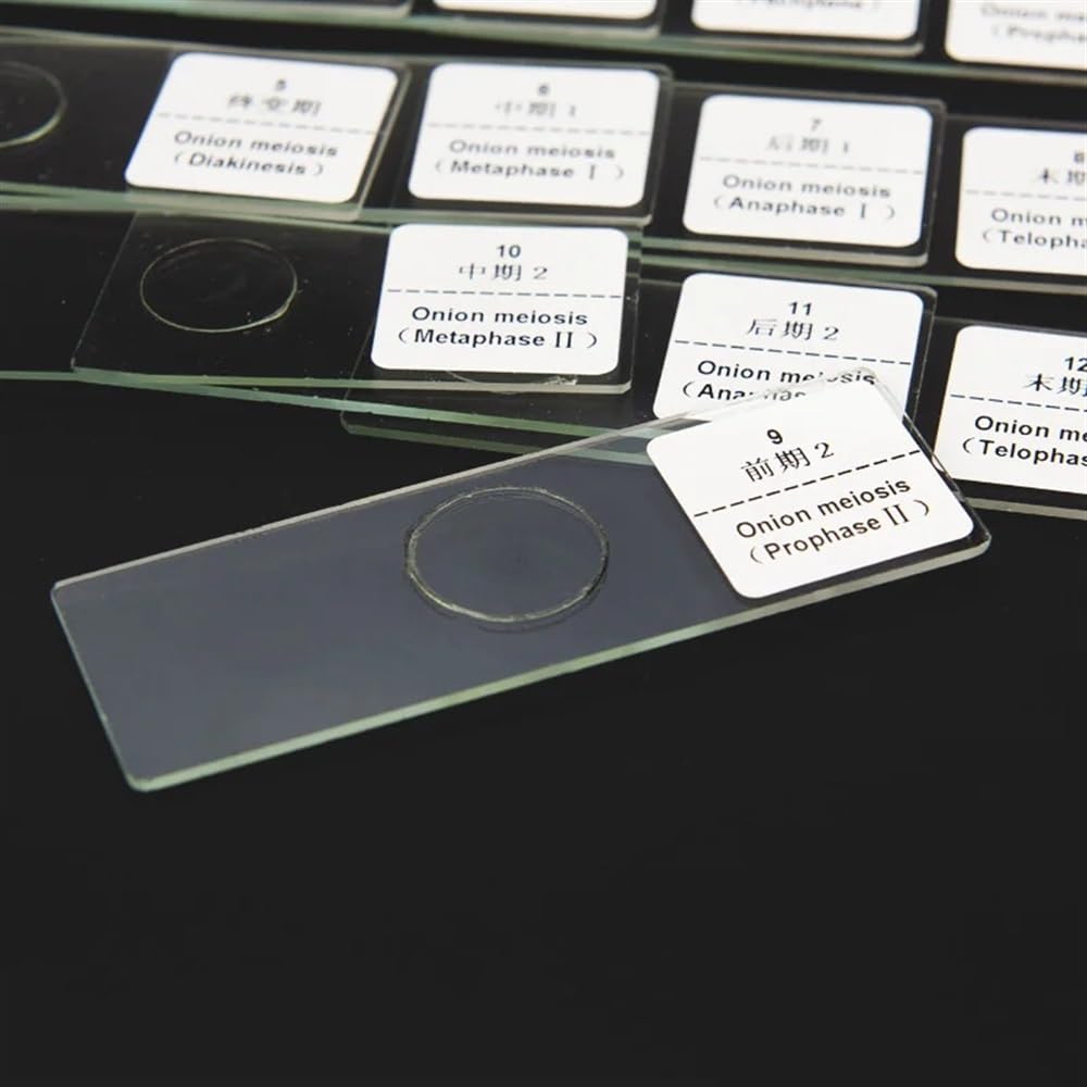 Kit accessori per microscopio Vetrini for microscopio biologico Vetrini preparati for l'insegnamento 12 pezzi/scatola Vetrini per microscopio