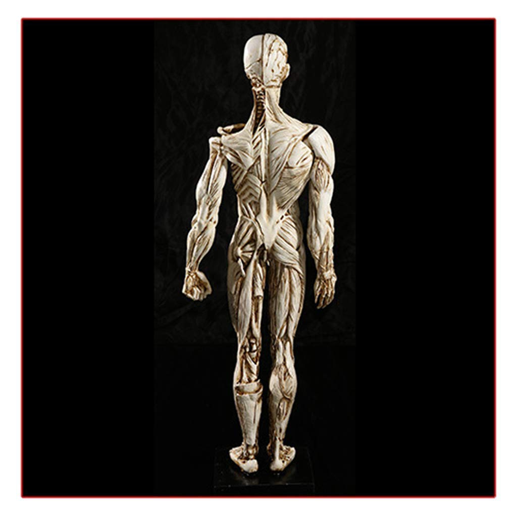 Model edukacyjny, anatomiczny model szkieletu człowieka - 1:1 naturalnej wielkości model anatomii człowieka - biologia medyczna pomoc dydaktyczna modele medyczne materiały model szkieletu