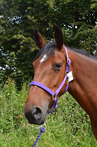 Gallop Adjustable Padded Headcollar, Cob Size, Purple