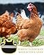 MOPZIJA hühnersattel,Huhn Weste, Wasserdicht Hühnersattel Warnweste für Hennen, Pet Reflective Vest, Einstellbar Henne Kleidung Geflügel Schürze Sattel für Haustiere-Schutzfeder für Huhn Und Ente