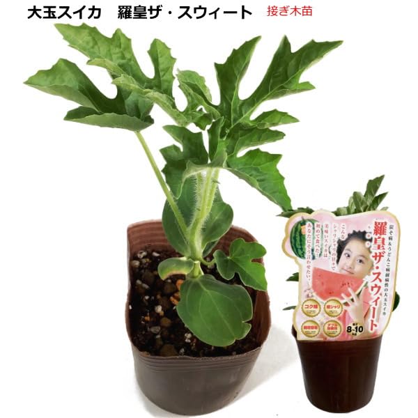 すいか様１剤9本２剤1本よろしくお願いします。 帯電防止スプレー 帯電防止剤 ESD 静電気 除去 ZC-26