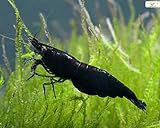 garnelen grillen weber  Garnelio - Black Sakura Garnele - Neocaridina davidi - 5er Gruppe