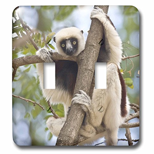 Madagascar Sifaka Lemur double interrupteur à bascule décoratif faune