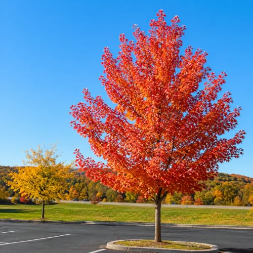 Autumn Blaze Maple Tree - 10-16" Tall Seedling - Quart Pot