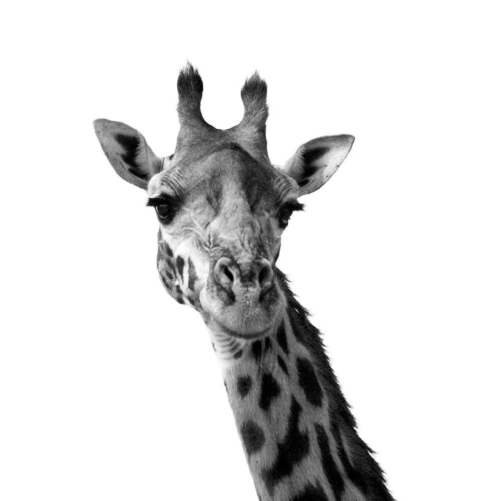 Wee Blue Coo Black White Giraffe Portrait Face Art Print Poster Wall Decor 12X16 Inch