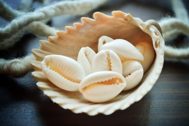 SHIVAARO Golden Yellow Cowrie Sea Shell Set for Puja and Multi-Purpose Uses- Original Cowrie Shells for Puja and Spiritual Practices (51 PCS) 3