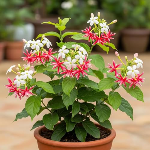 Image of Live Madhu-malti creeper plant, Outdoor Live Hybrid climbing Flowering Plant, Combretum indicum (मधुमालती) Flower Plant with black premium pot