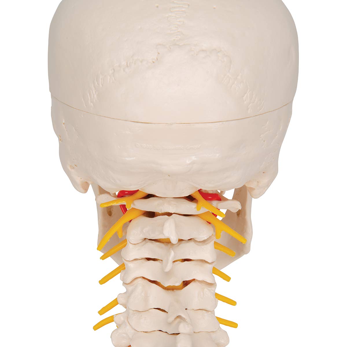 3B Scientific naukowa anatomia człowieka - model ludzkiej czaszki na odcinku szyjnym z połączeniami magnetycznymi, 4 części darmowe oprogramowanie do anatomii - 3B Smart Anatomy