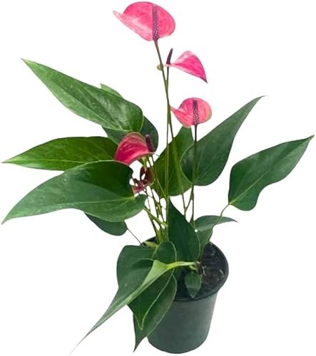 Miniatura 1 de BubbleBlooms Anthurium Purple, 4 pulgadas